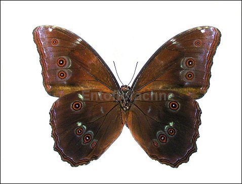 Morpho menelaus 4