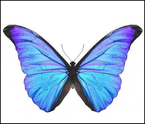 Morpho rhéténor