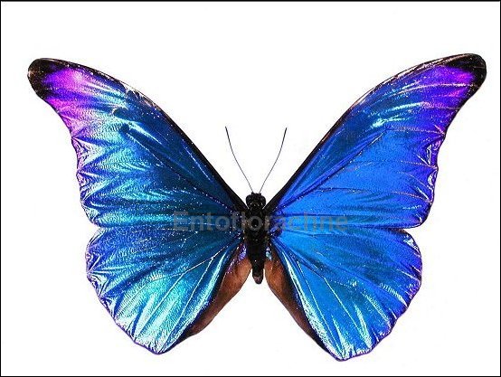 Morpho rhetenor 1