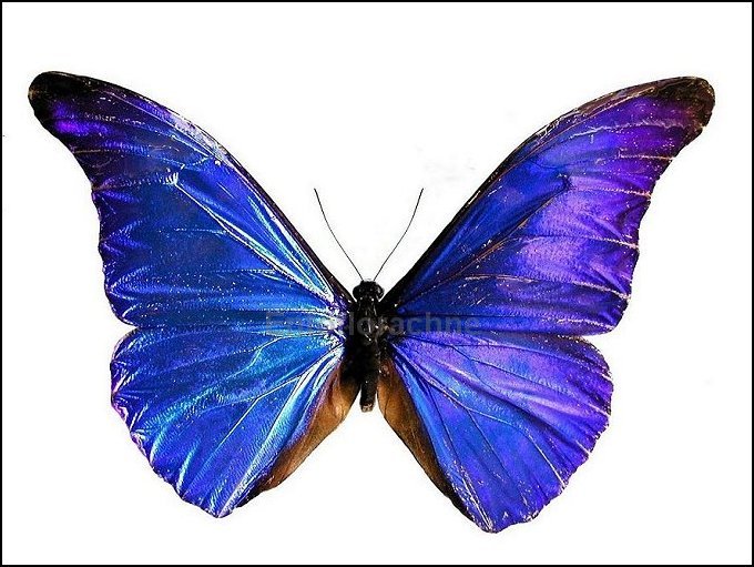 Morpho rhetenor 2