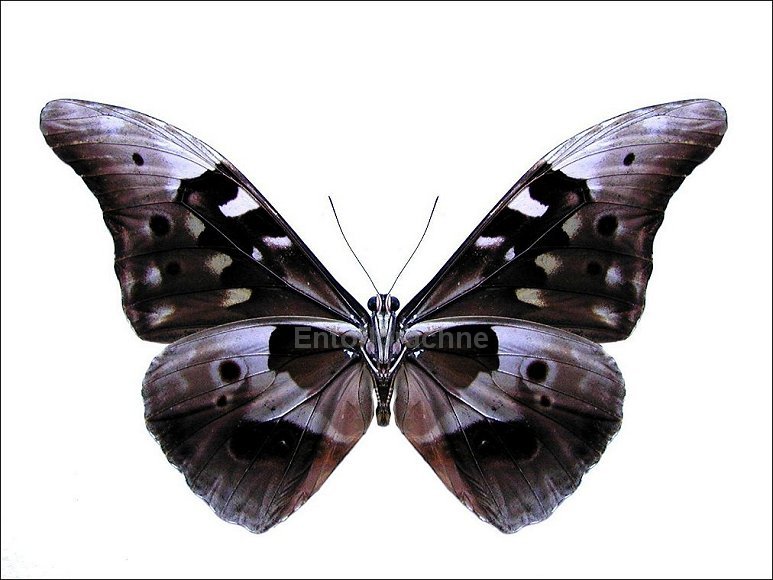 Morpho rhetenor 3