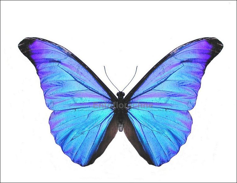 Morpho rhetenor 4