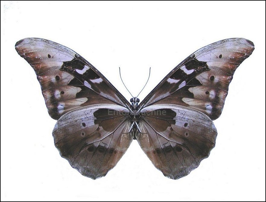 Morpho rhetenor 5