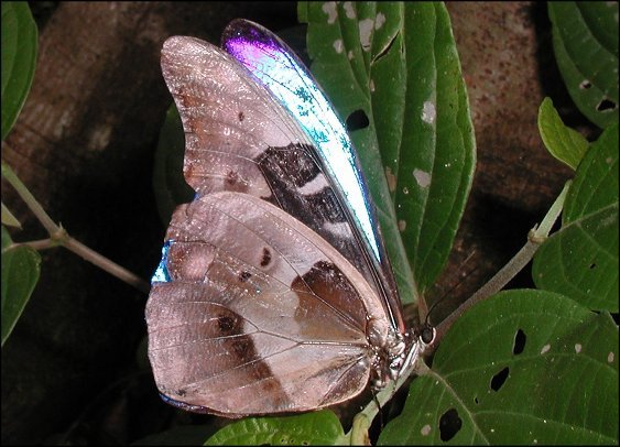 Morpho rhetenor 6