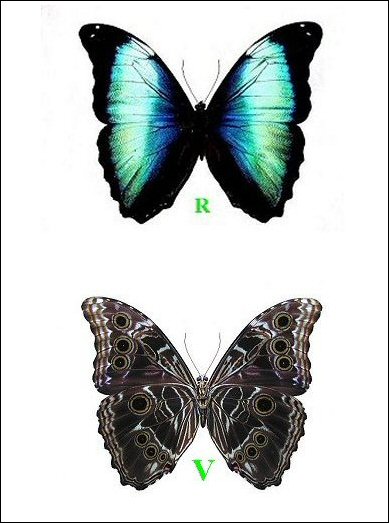 Morpho deidamia