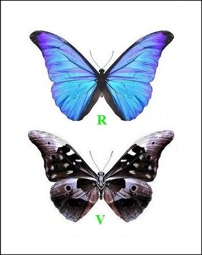 Morpho rhetenor