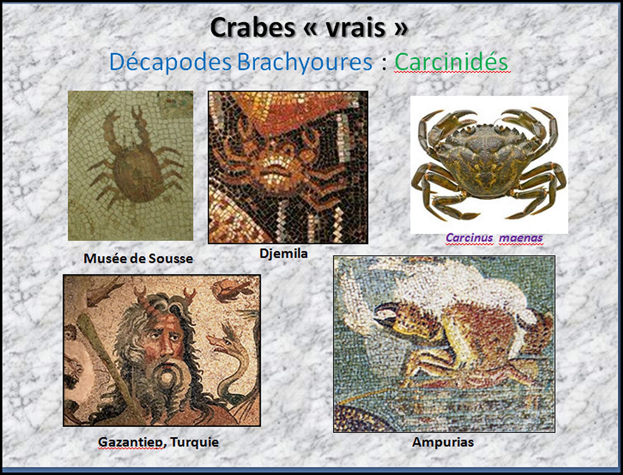 Mosa&iuml;que I - 24