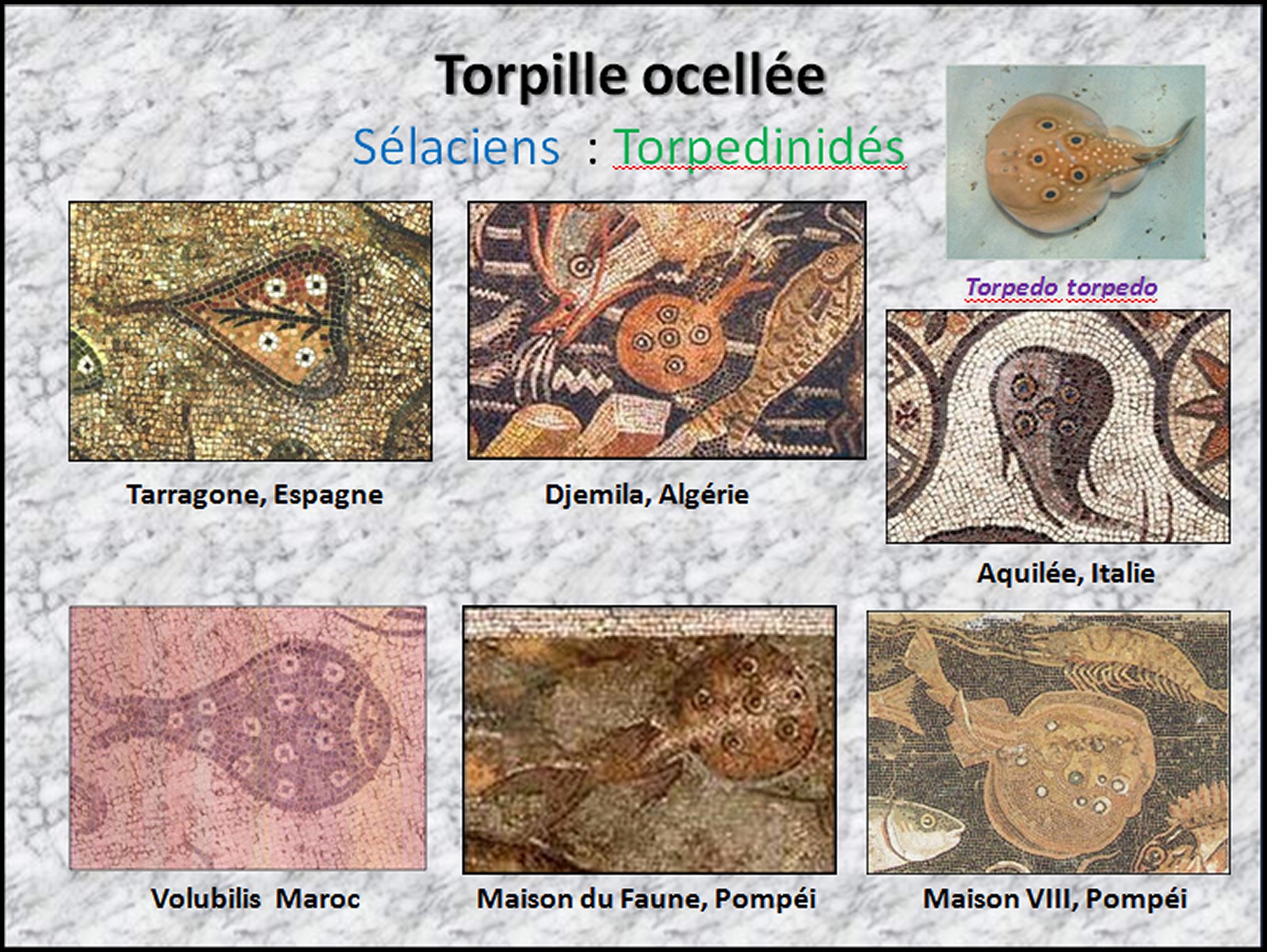 Mosa&iuml;que I - 27