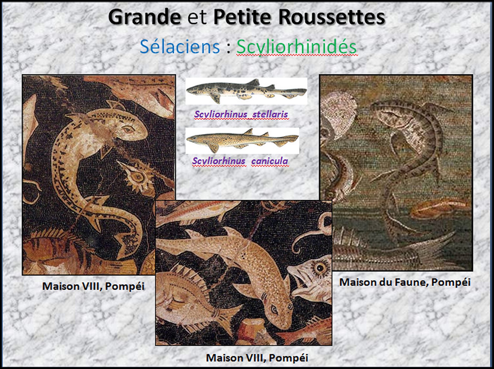 Mosa&iuml;que  I - 28