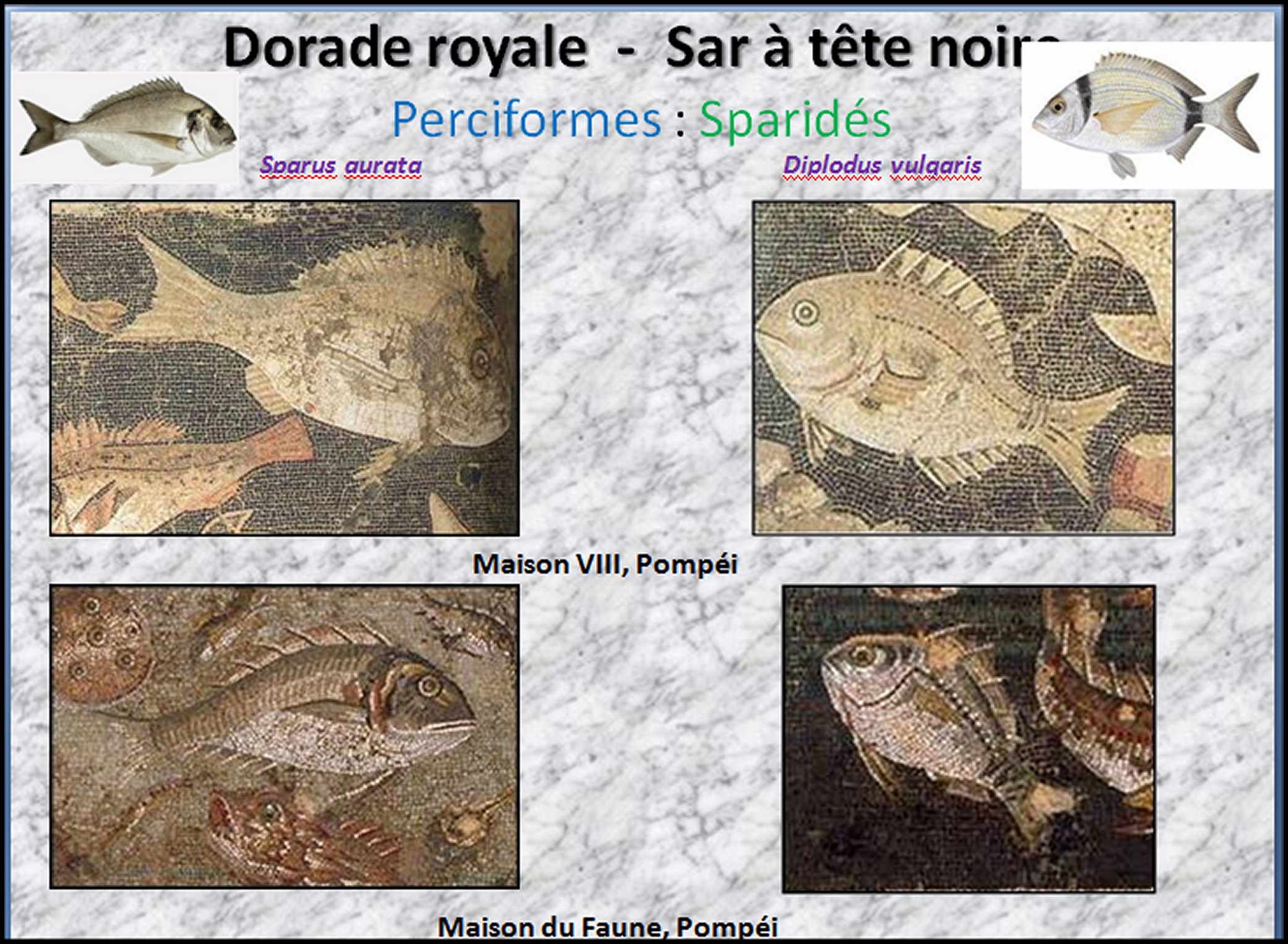 Mosa&iuml;que I - 30