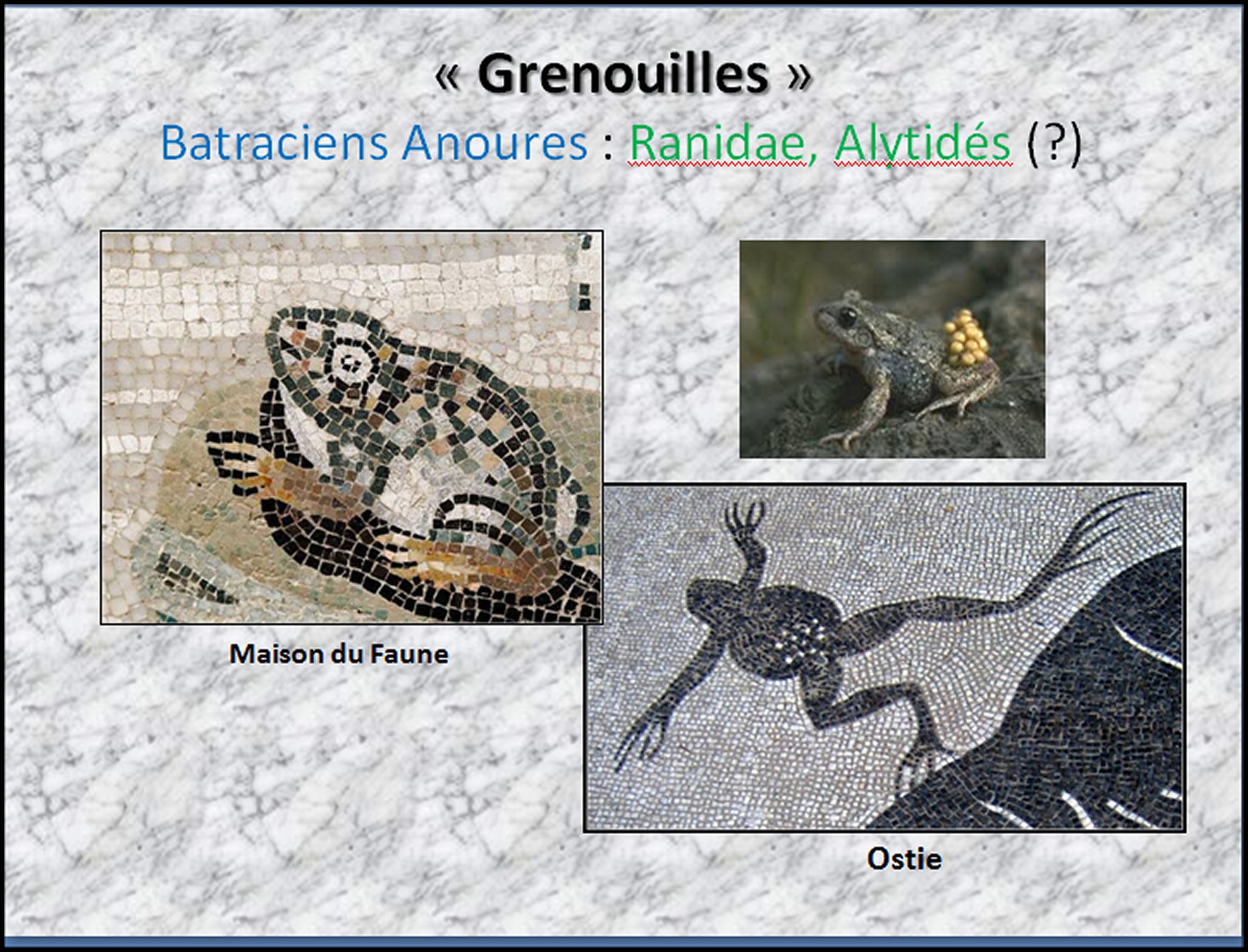 Mosa&iuml;que I - 33
