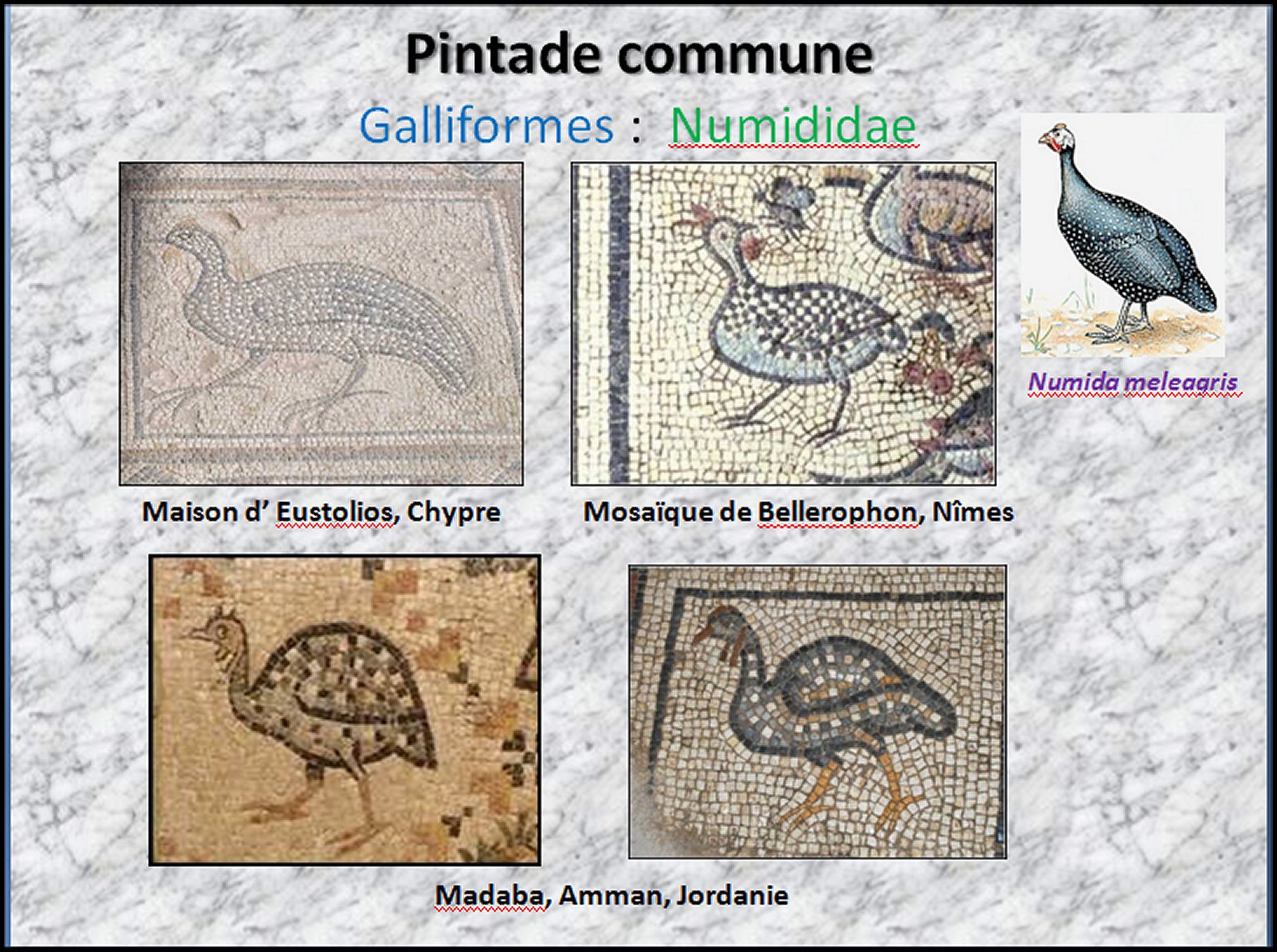 Mosa&iuml;que I - 41