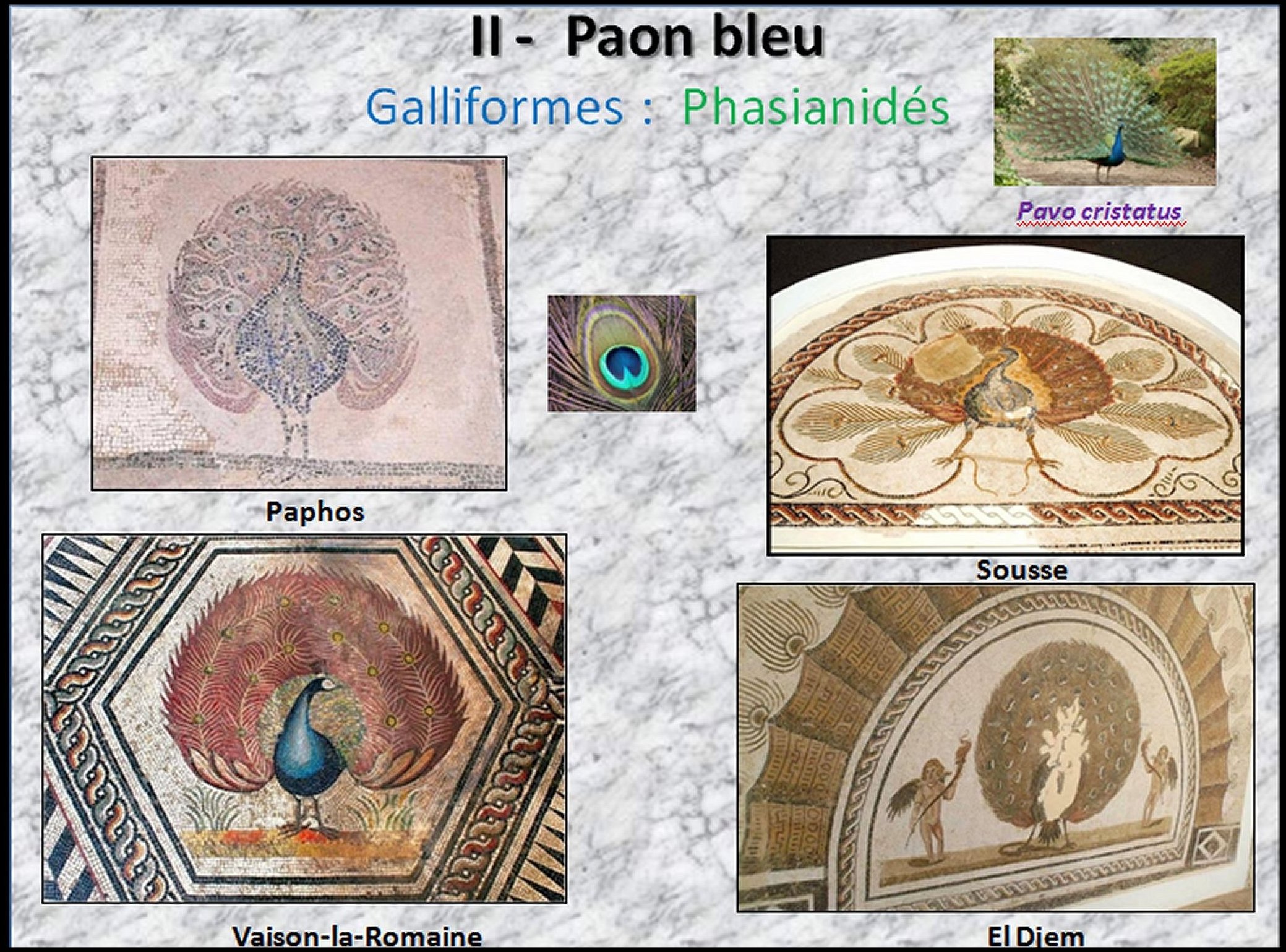 Mosa&iuml;que I - 44
