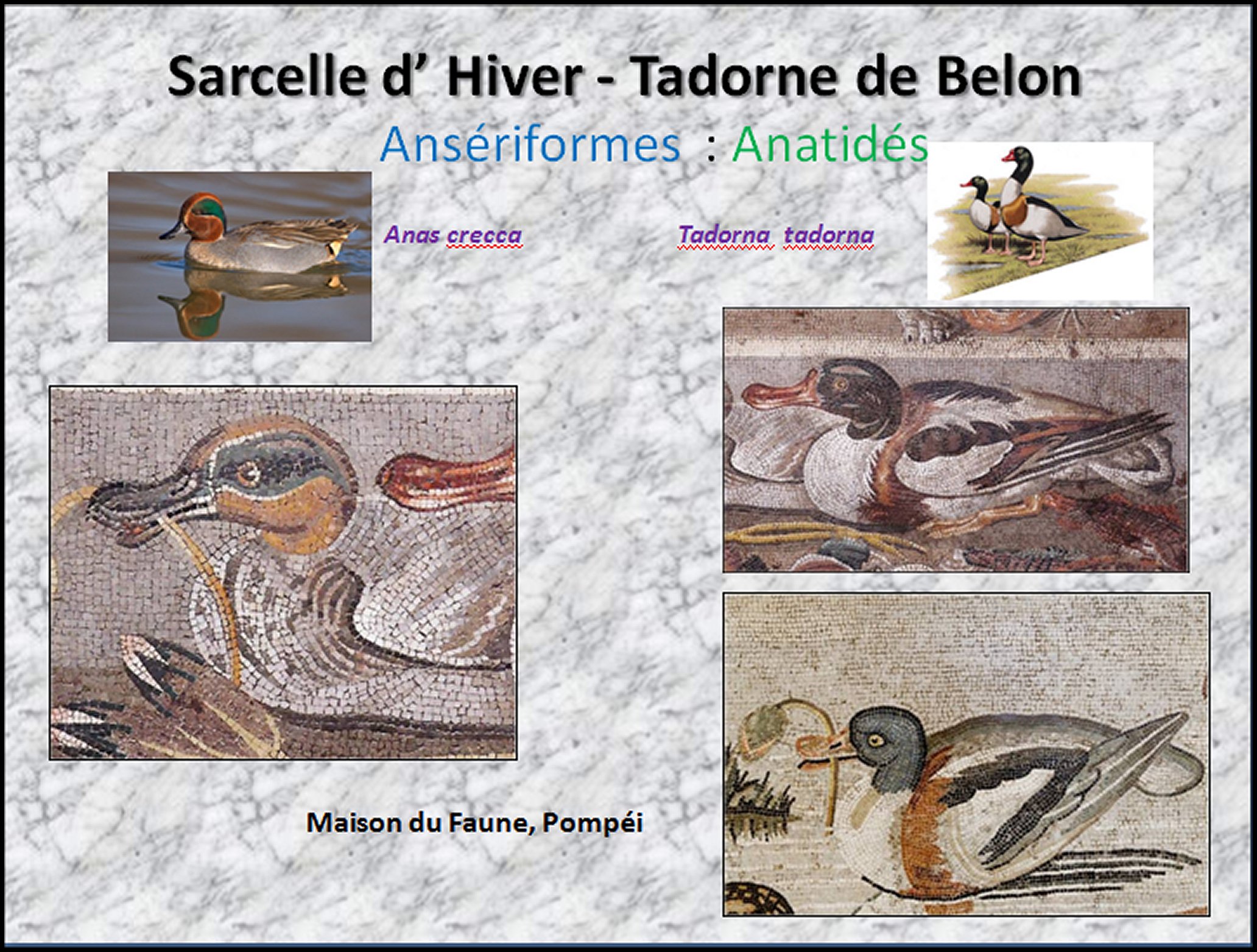 Mosa&iuml;que I - 46