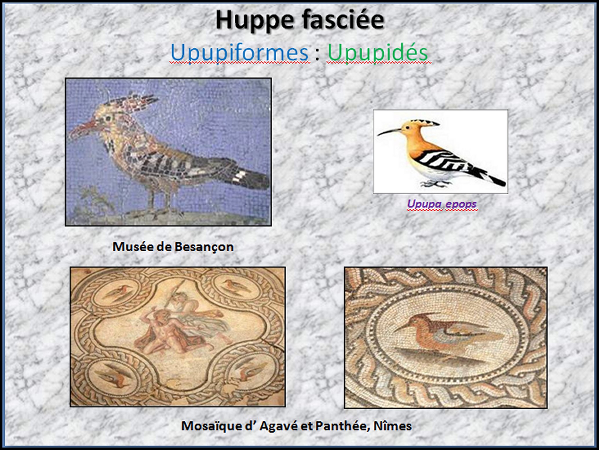 Mosa&iuml;que I - 47