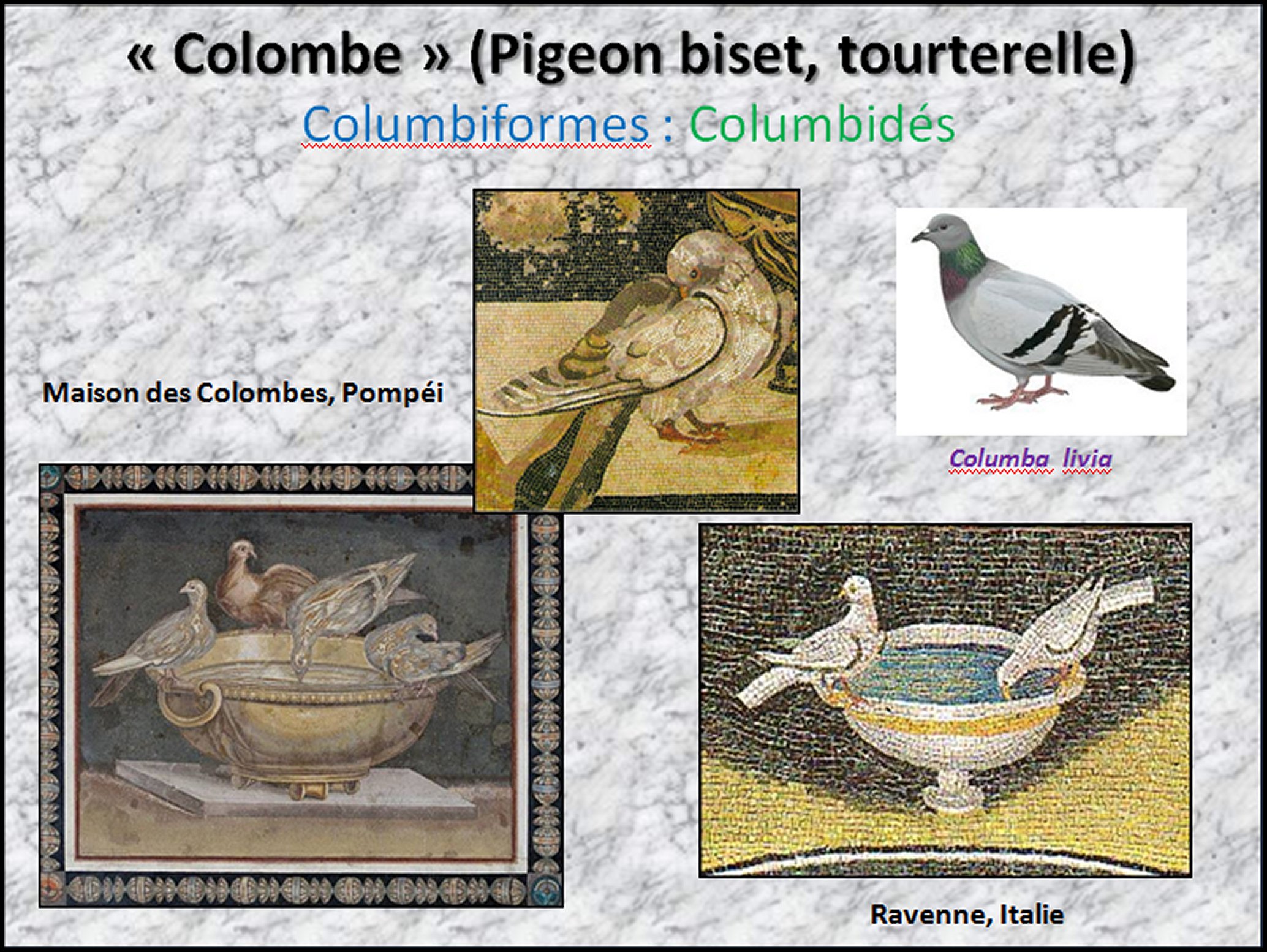 Mosa&iuml;que I - 50