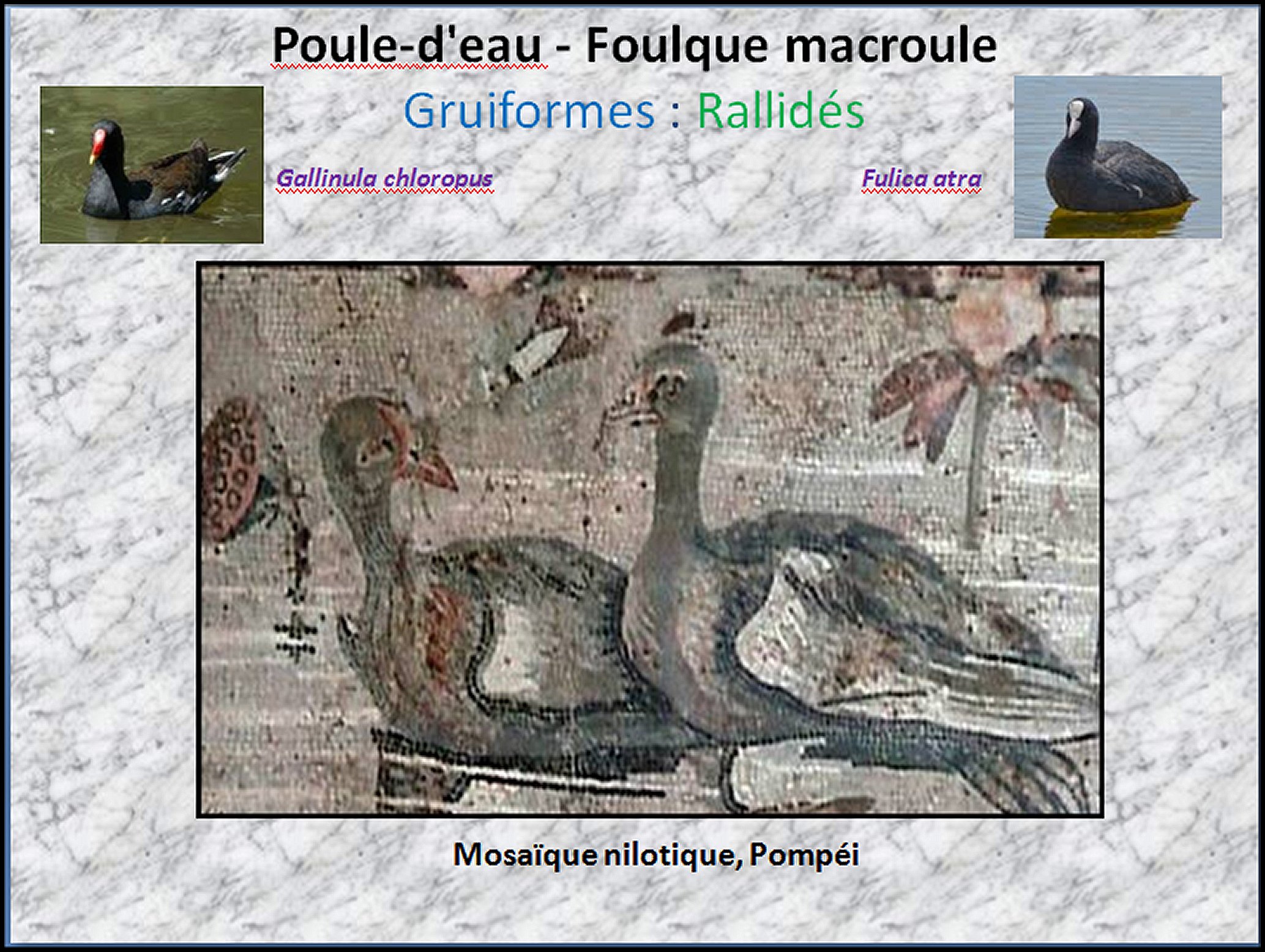 Mosa&iuml;que I - 51