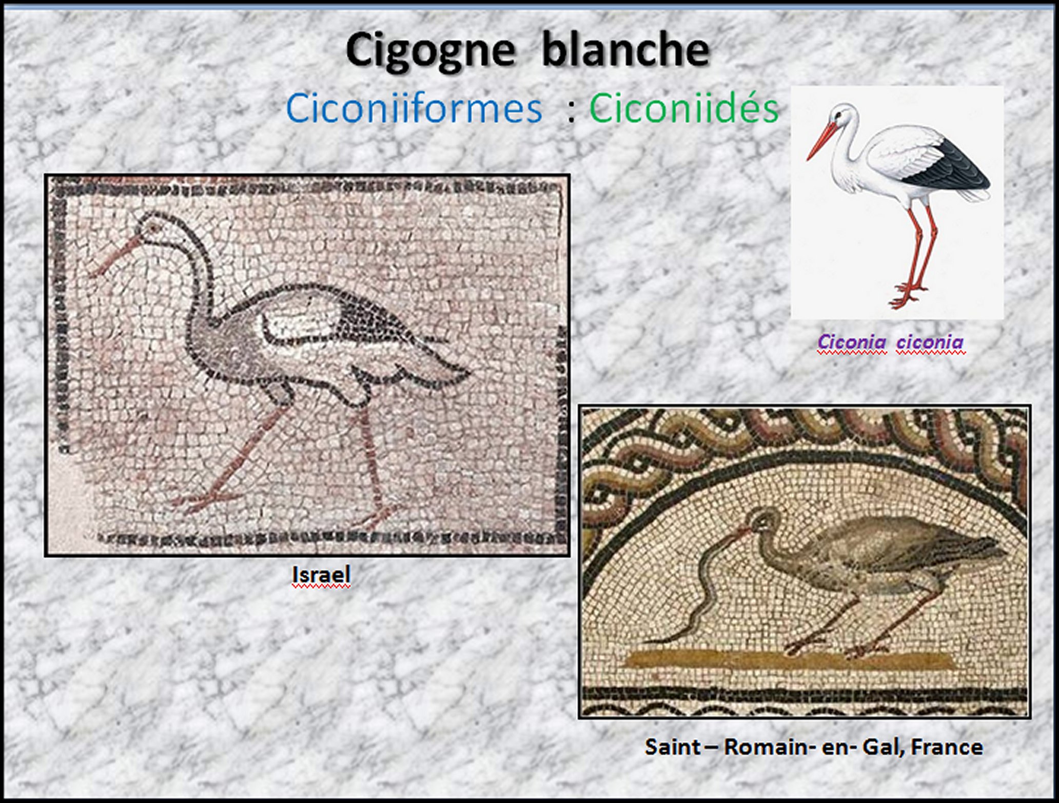 Mosa&iuml;que I - 54
