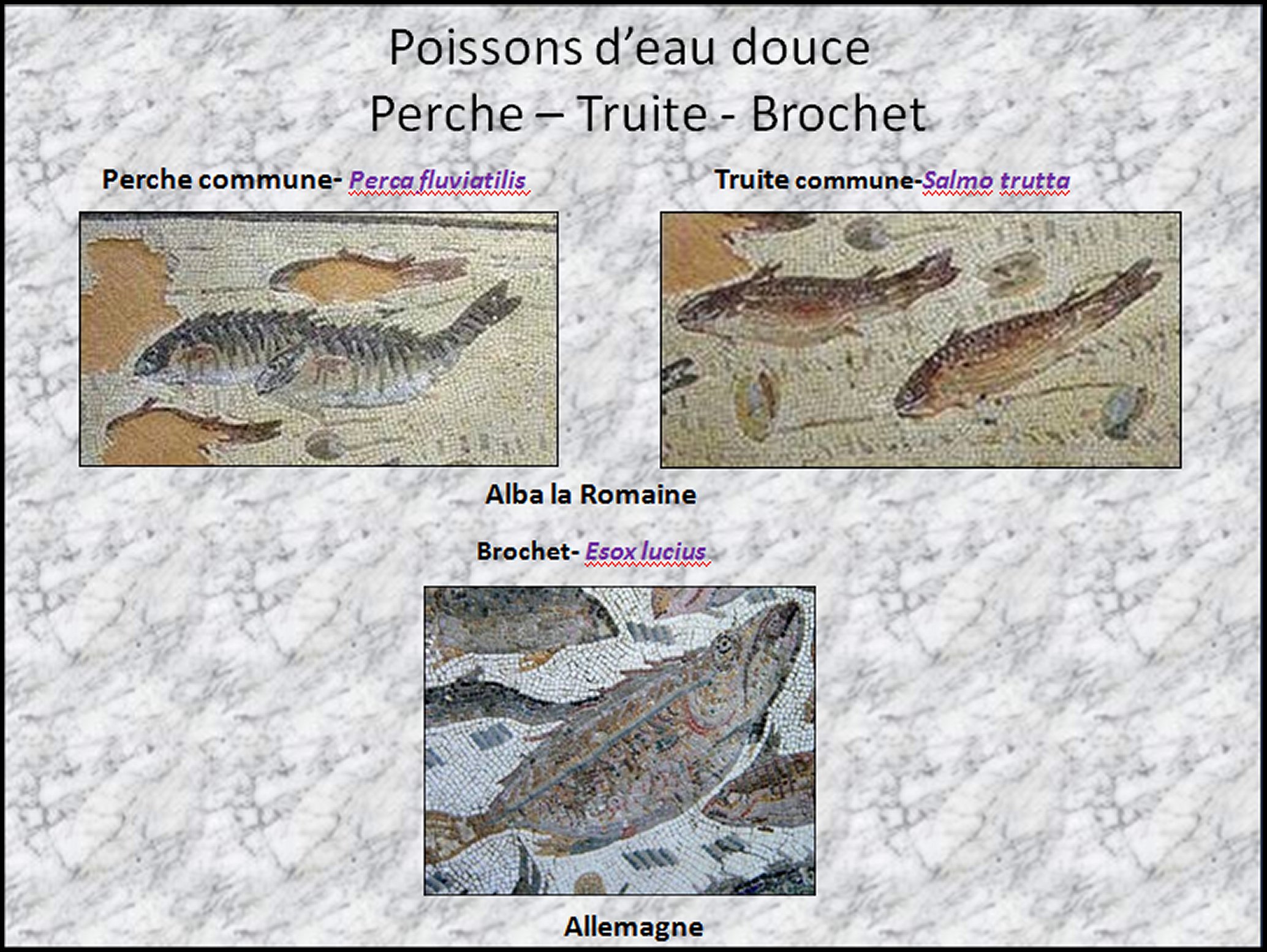 Mosa&iuml;que I - ad.1