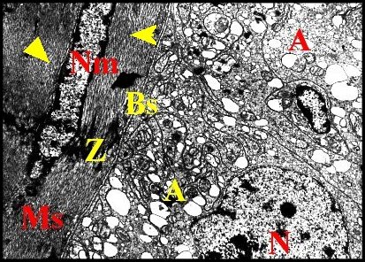 Muscle, adénocytes