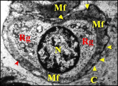 Myofibroblastes 2