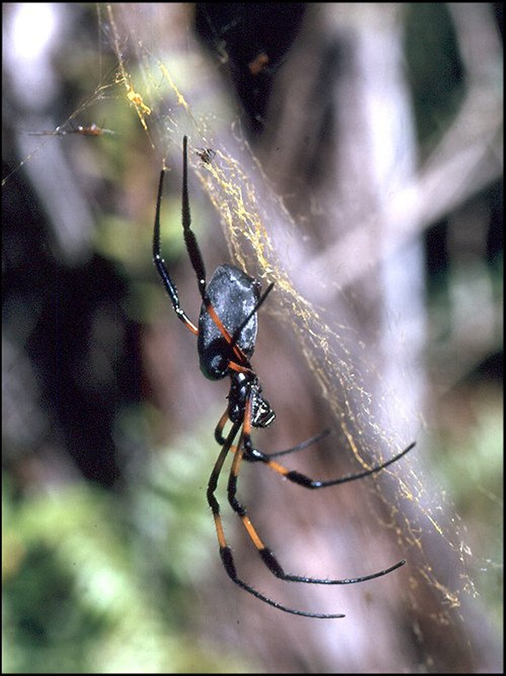 Nephile Réunion 1