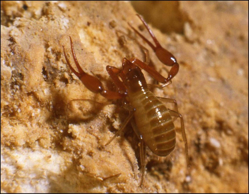 Neobisium boui 1