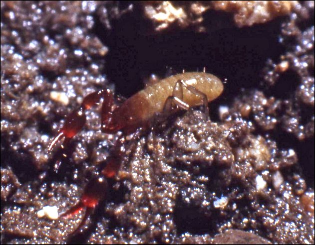 Neobisium boui 10