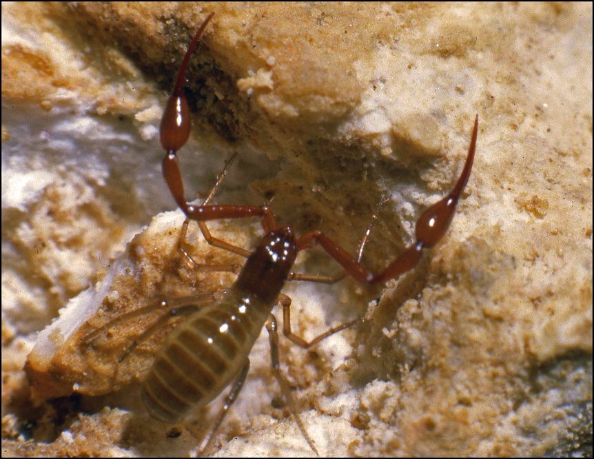 Neobisium boui 2