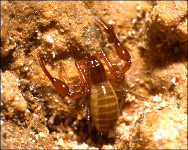 Neobisium boui 3