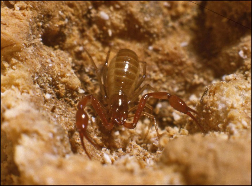 Neobisium boui  4
