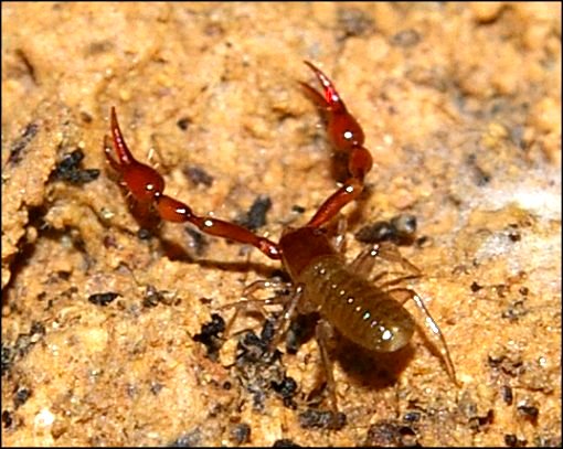 Neobisium boui 5