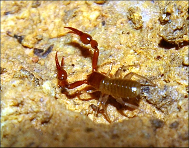 Neobisium boui 6