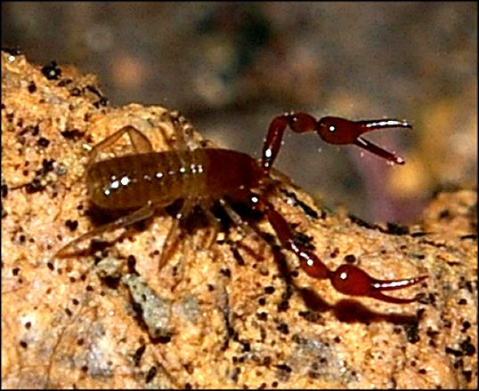 Neobisium boui 7