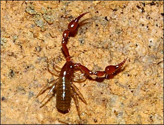 Neobisium boui 8