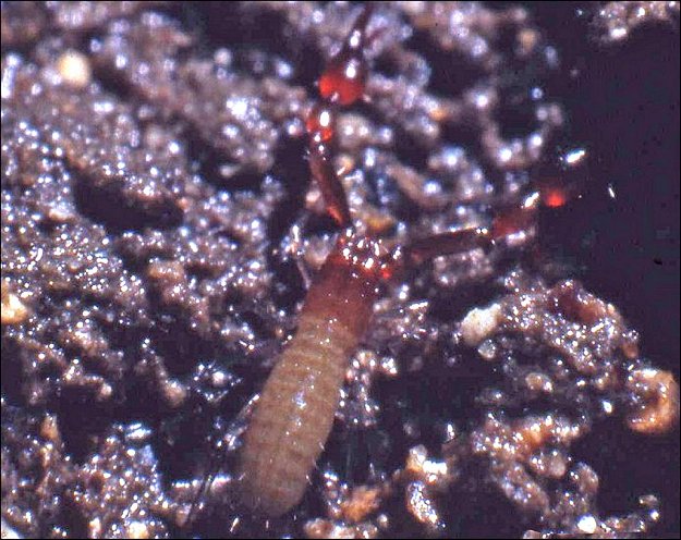 Neobisium boui 9