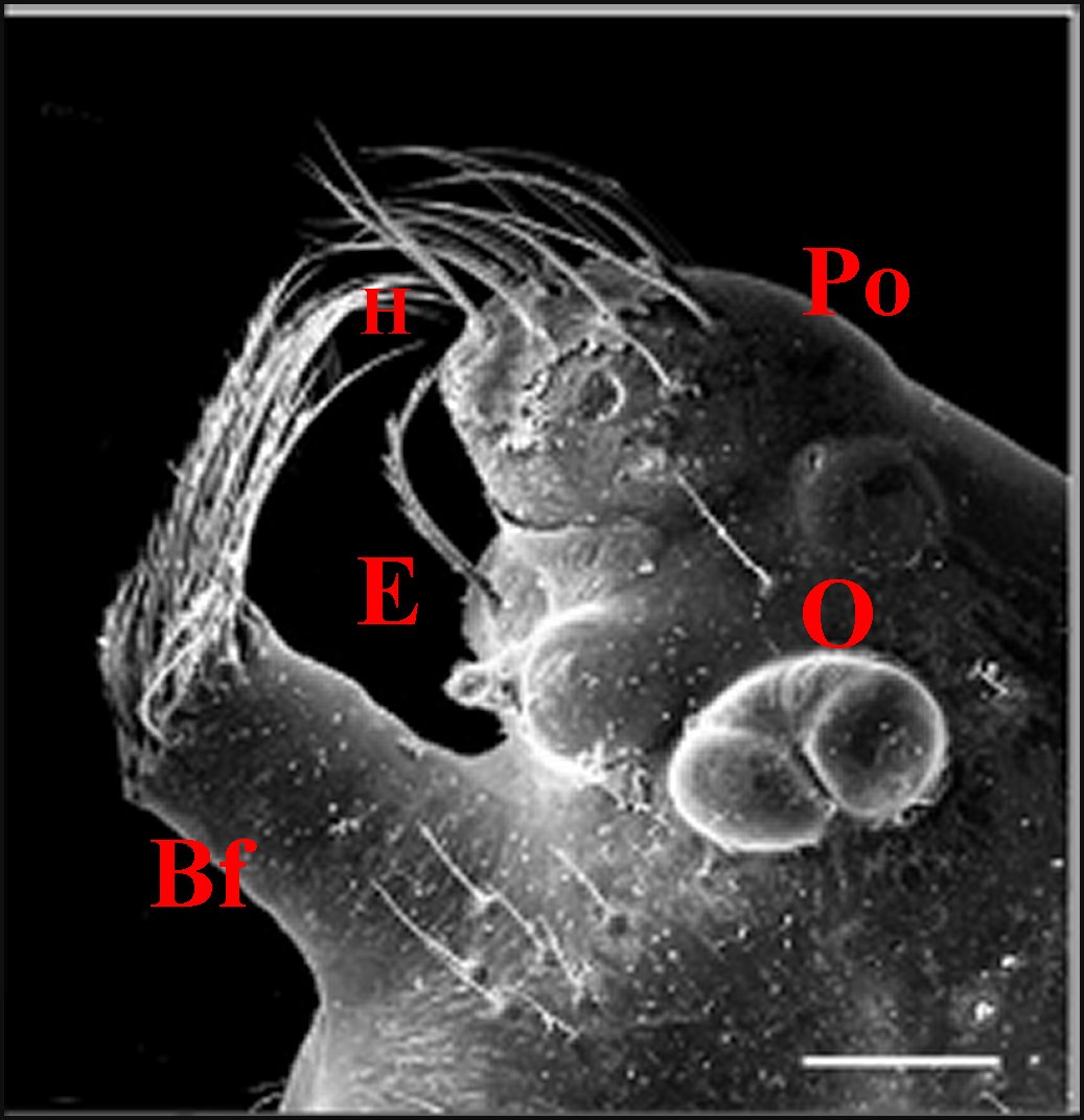 Neospintharus mâle 2