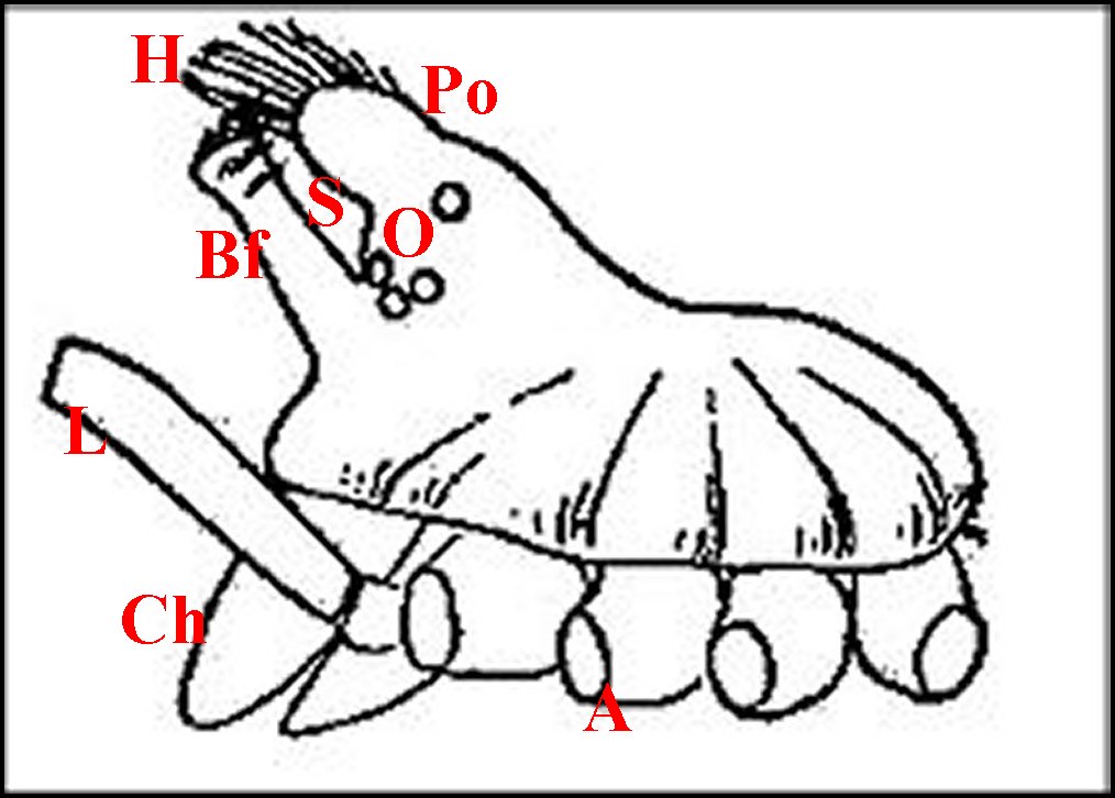 Neospintharus mâle