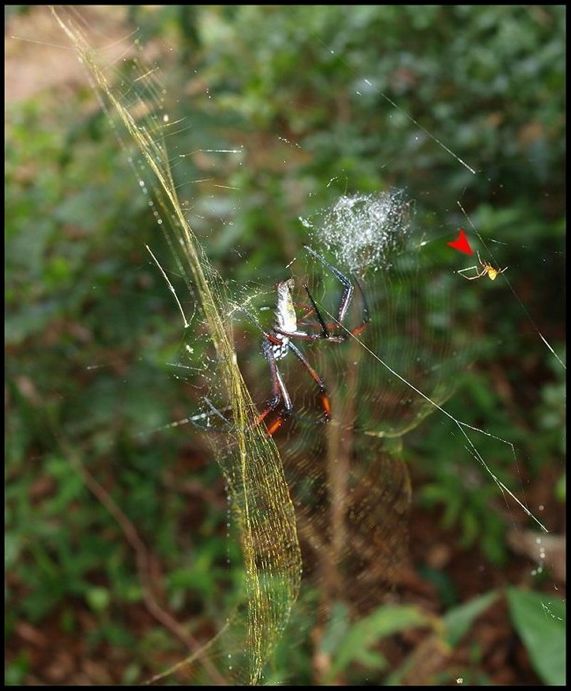 Nephila Madagascar et Argyrodes