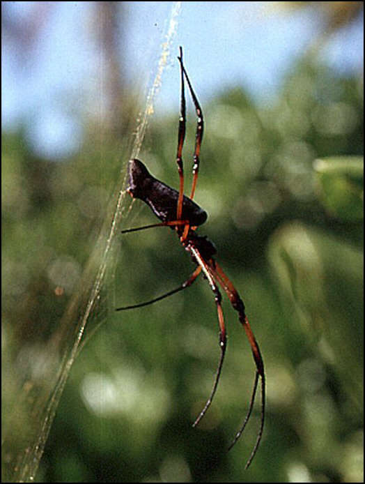 Nephila Seych.4
