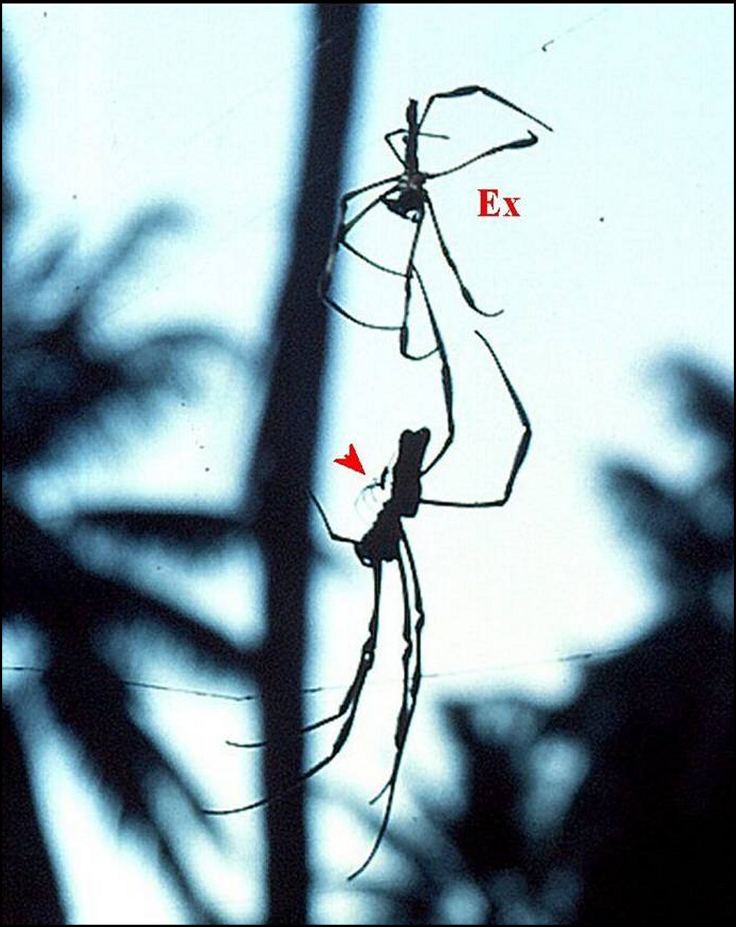 Nephila Seych.5