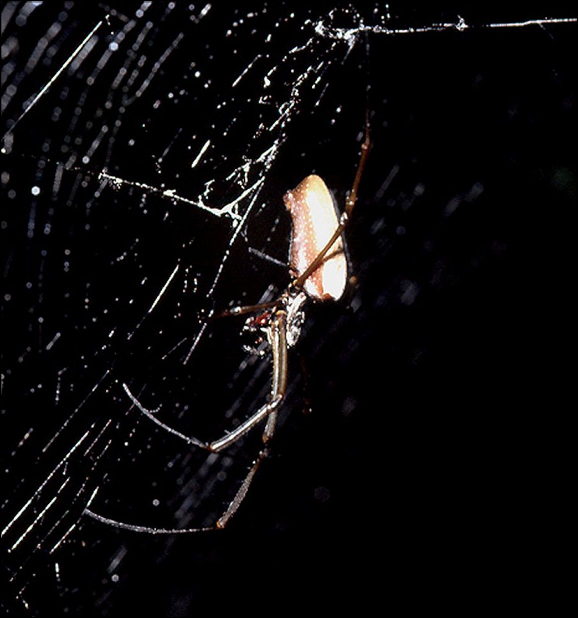 Nephila clavipes 1