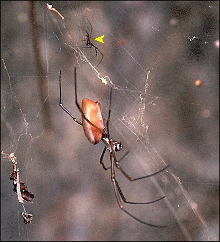 Nephila clavipes 2