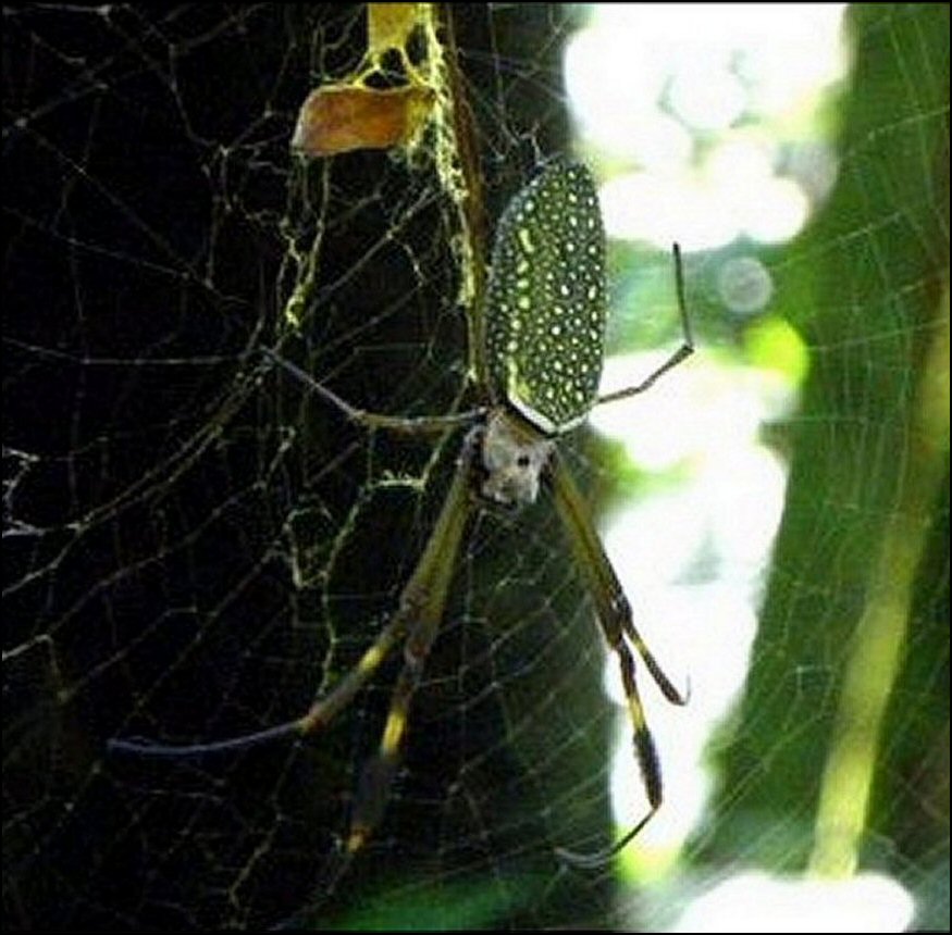 Nephila clavipes 3