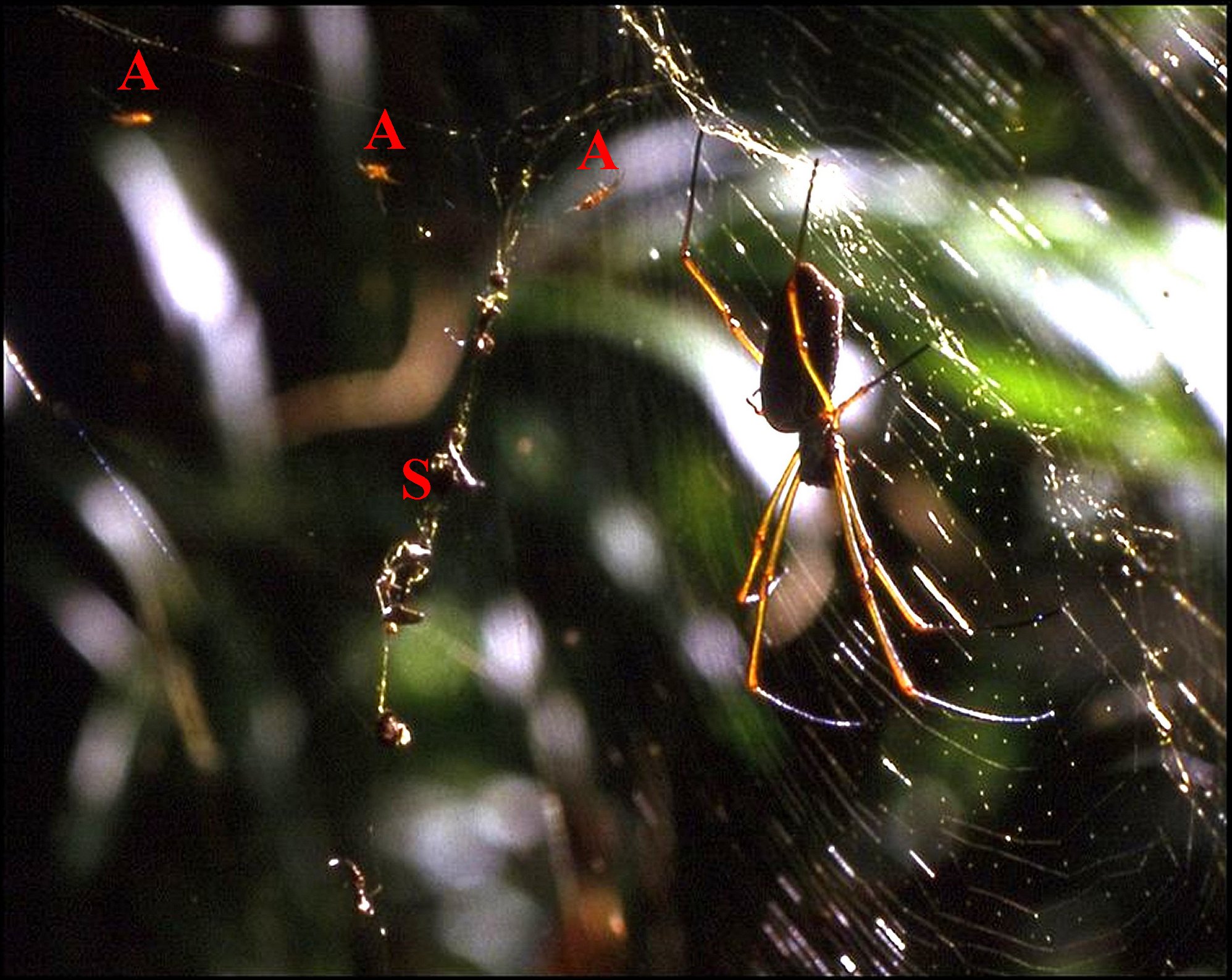 Nephila clavipes et benedicti