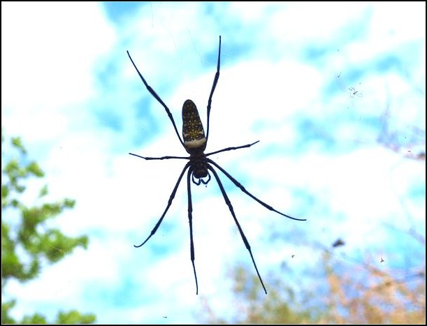 Nephila comor. 1