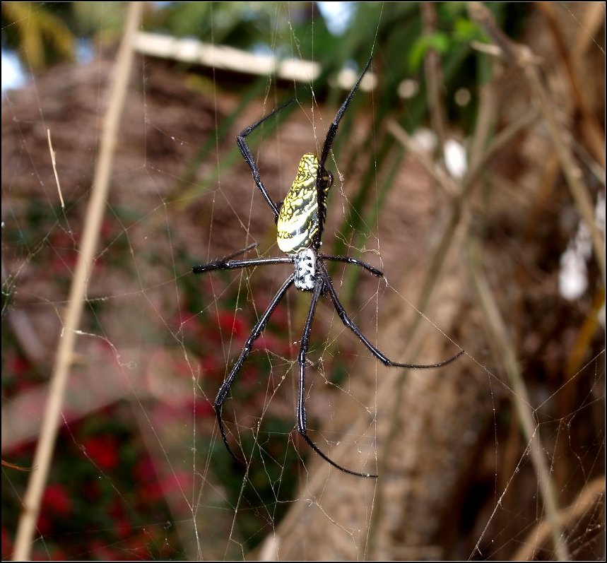 Nephila comor. 2