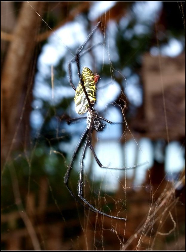 Nephila comor. 3