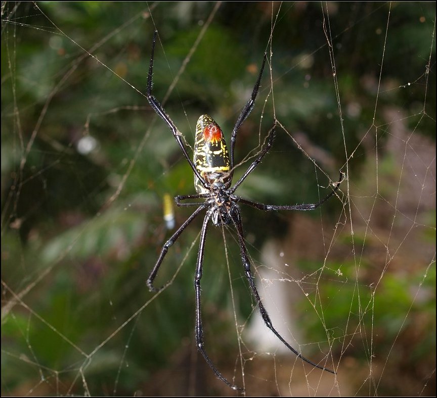 Nephila comor. 4