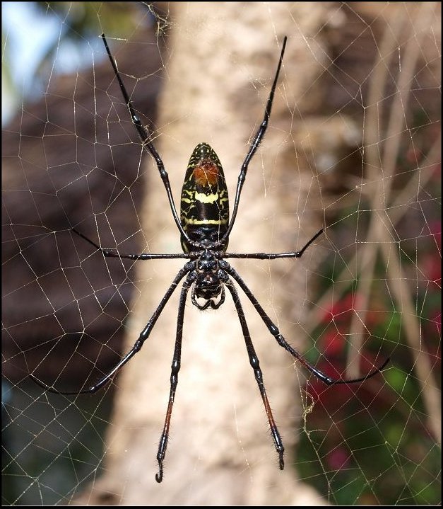 Nephila comor. 5